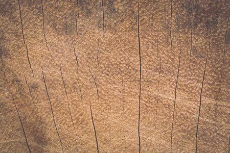 texture of tree stump for backgroundの写真素材