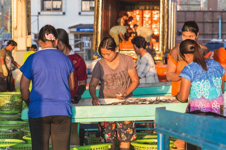 PHUKET - FEBRUARY 23 : Burmese people are working in fish market at Phuket province, Which mostly labor work in this market come from Myanmar, Laos and Cambodia on February 23, 2015 in Phuket, Thailand.のeditorial素材