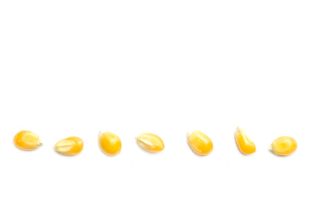 Close up yellow grain corn isolated on white の写真素材