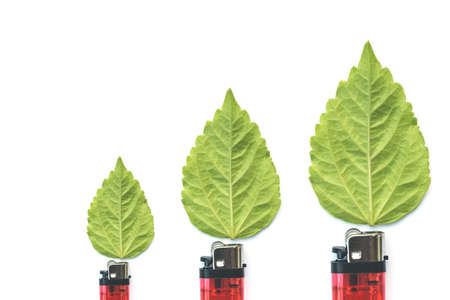 lighter with green leaf, burn concept isolated on whiteの写真素材