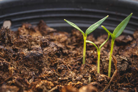 Macro young green plant in soil