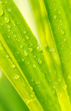 Macro Water drop on green leafの写真素材