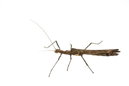 Big brown grasshopper isolated on white background