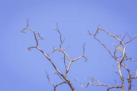 Dry tree branch on blue sky background, vintage color