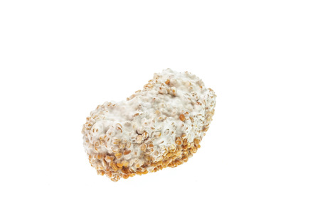 Moldy soybean isolated on white の写真素材