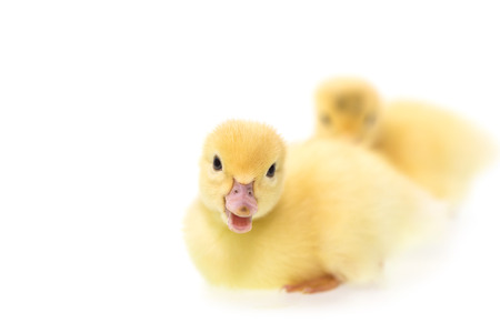 Close up small duckling isolated on  white backgroundの写真素材