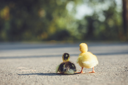Close up small duckling on the asphalt road in Thailandの写真素材