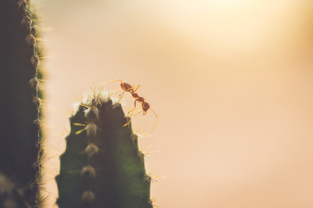 Macro red ant on cactus in the garden with vintage style pictureの写真素材