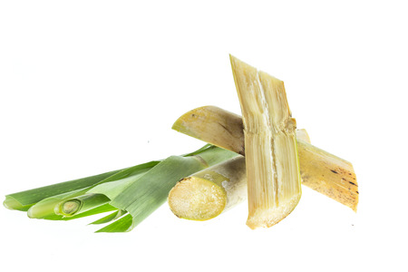 Close up sugarcane isolated on white backgroundの写真素材