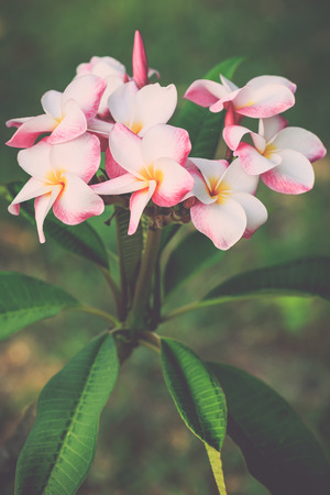 Close up white, pink and yellow plumeria frangipani flowers with leaves, with retro filter effectの写真素材