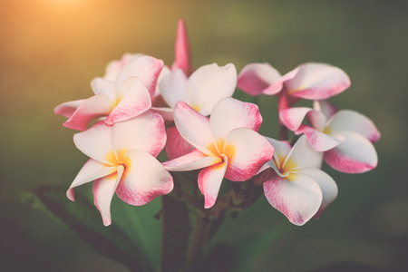 Close up white, pink and yellow plumeria frangipani flowers with leaves, with retro filter effectの写真素材