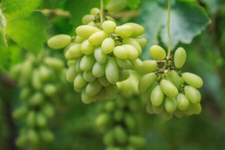 Close up Bunch of fresh green grapes on the vine with green leaves in vineyardの写真素材