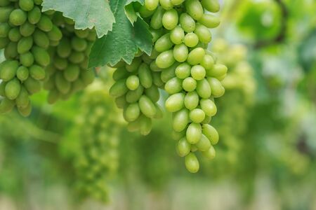 Close up Bunch of fresh green grapes on the vine with green leaves in vineyardの写真素材