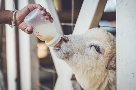 Close up hand Feeding milk for sheep in farm at Ratchaburi, Thailandの写真素材