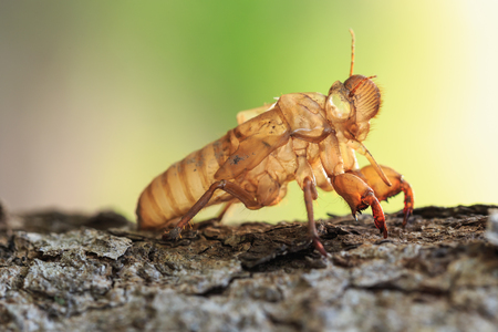 Close up Cicada slough or molt  hold on the treeの写真素材