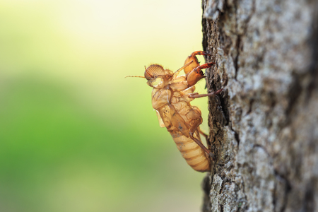 Close up Cicada slough or molt  hold on the treeの写真素材