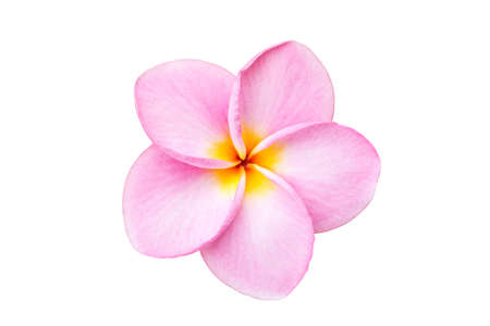 Close up pink frangipani flower isolated on white backgroundの写真素材