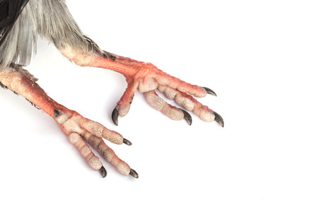 Close up dead pigeon isolated on white backgroundの写真素材