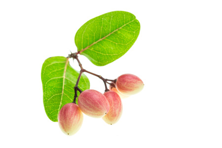 Close up carissa carandas L. tropical fruit isolated on white backgroundの写真素材