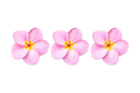 Close up pink frangipani flower isolated on white backgroundの写真素材