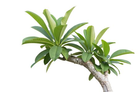 Tree of Frangipani flower isolated on white backgroundの写真素材