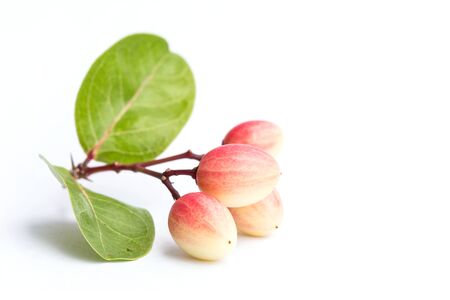 Close up carissa carandas L. tropical fruit isolated on white backgroundの写真素材