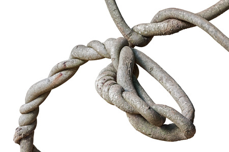 root vine isolated on white backgroundの写真素材