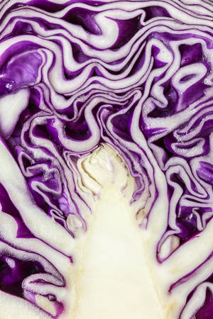 Macro texture of purple cabbage can use for backgroundの写真素材