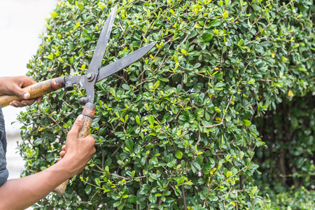 Close up gardener cutting a hedge in the garden, focus on hand