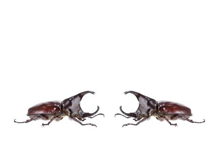 Close up male fighting beetle (rhinoceros beetle) isolated on white backgroundの写真素材