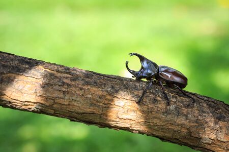 Close up male fighting beetle (rhinoceros beetle) on treeの写真素材