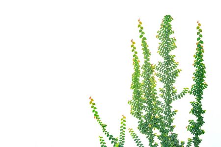 Abstract of Green ivy isolated on white backgroundの写真素材