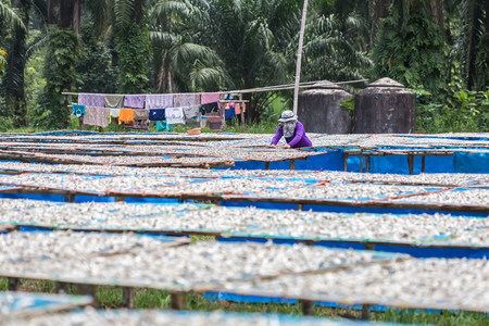 Thai people are turning to fish that are dried in the sun.の写真素材