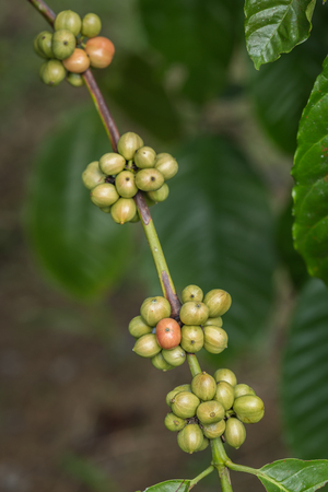Close up coffee beans on tree in Ranong province, Thailandの写真素材