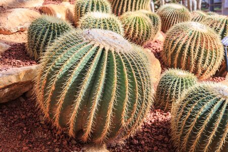 Close up cactus plant in public garden at north of Thailand