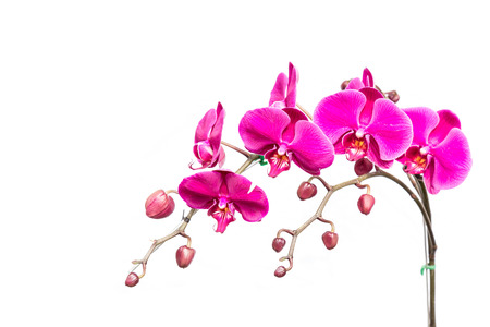 Close up violet orchid isolated on white backgroundの写真素材