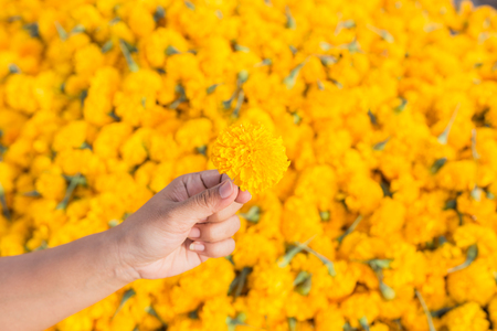 Hand holding yellow marigold flowers and pile of flowers backgroundの写真素材