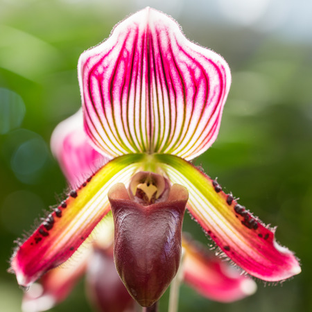 Close up paphiopedilum (orchid) in public garden, Chiang Rai province, Thailandの写真素材
