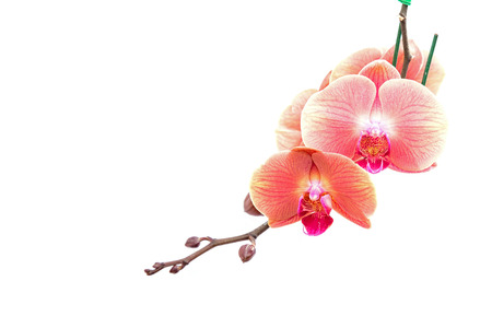 Close up pink orchid isolated on white backgroundの写真素材