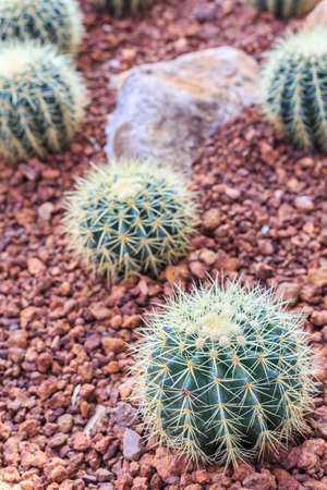 Close up cactus plant in public garden at north of Thailand