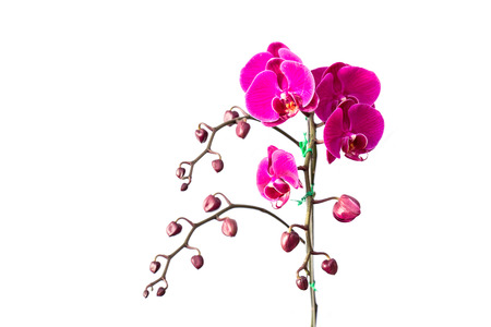 Close up violet orchid isolated on white backgroundの写真素材