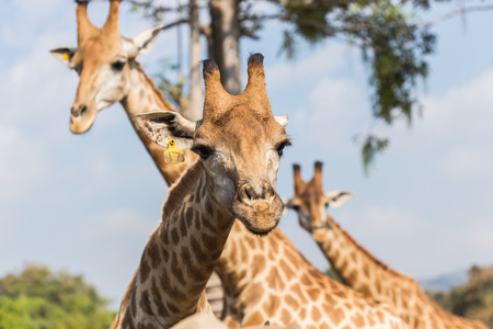 Portrait of a curious giraffe on blue sky background, Focus on headの写真素材