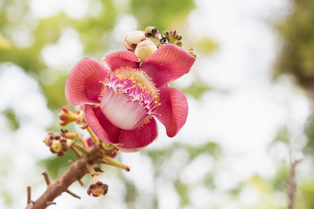 Flower of Shorea robusta tree on blur bokeh background