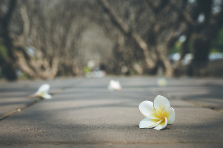 Close up frangipani flower fall on the groundの写真素材