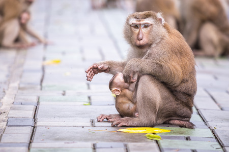 Mother monkey with monkey baby in the nature of Thailandの写真素材
