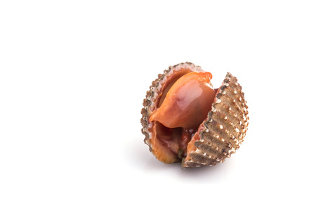 Close up raw blood cockle isolated on white backgroundの写真素材