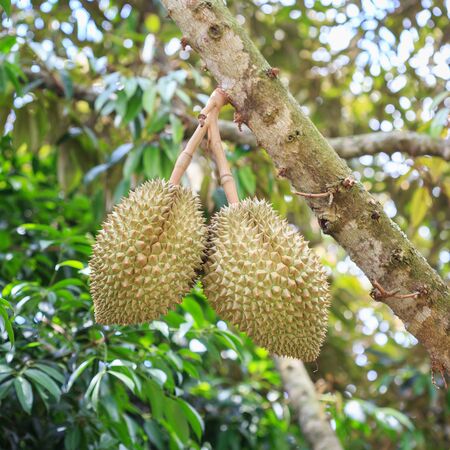 Close up Thai Durian, tropical fruit on tree in gardenの写真素材