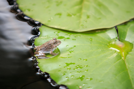 Close up a little frog on green lotus leaf