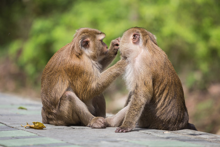 A male monkey checking for fleas and ticks in the femaleの写真素材