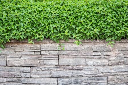 Pattern of grunge natural stone wall and green ivy. Garden decorativeの写真素材